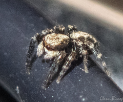 Pseudeuophrys lanigera