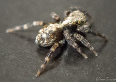 Pseudeuophrys lanigera