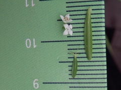 Galium palustre palustre