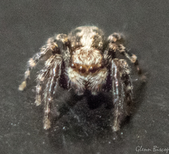 Pseudeuophrys lanigera