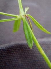 Galium palustre palustre
