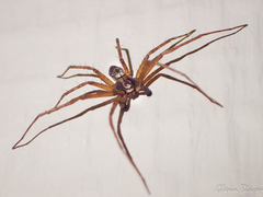 Philodromus aureolus