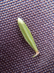 Galium palustre palustre