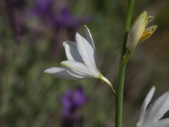 Anthericum liliago