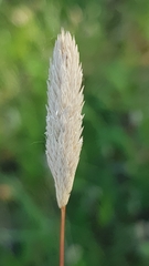 Phleum arenarium