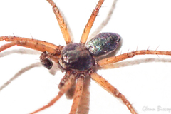 Philodromus aureolus