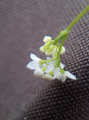 Galium palustre palustre