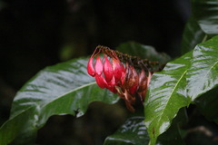 Warszewiczia coccinea