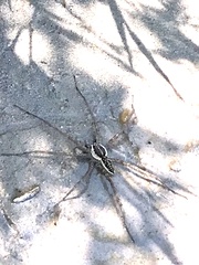 Dolomedes gertschi