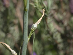 Anthericum liliago