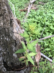Lysimachia terrestris