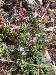 Astragalus vexilliflexus