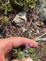 Astragalus vexilliflexus
