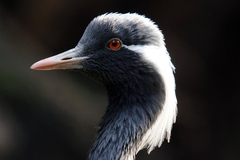 Demoiselle Crane photo 4