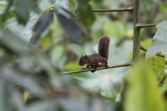 Sciurus ignitus