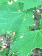 Acericecis ocellaris