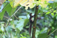 Sciurus ignitus