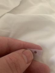 Amblyomma americanum