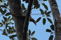 Psarocolius bifasciatus