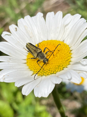 Lepturobosca chrysocoma