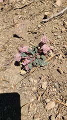 Calyptridium monospermum