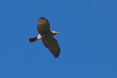Buteo nitidus