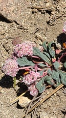 Calyptridium monospermum