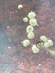 Semibalanus