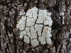Pertusaria pertusa