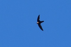 Streptoprocne rutila