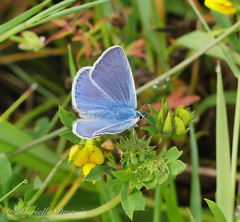 Polyommatus icarus