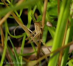 Euchorthippus elegantulus