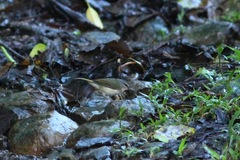 Myiothlypis rivularis