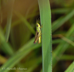 Pseudochorthippus parallelus