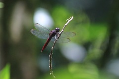 Libellula herculea