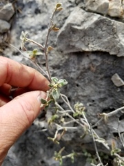 Croton sancti-lazari