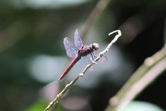 Libellula herculea