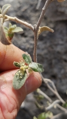 Croton sancti-lazari