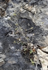 Croton sancti-lazari