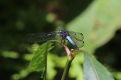 Cannaphila