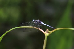 Cannaphila