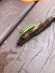 Papilio polyxenes