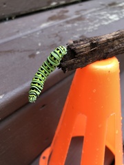 Papilio polyxenes