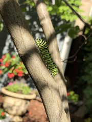 Papilio polyxenes