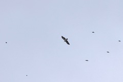 Spizaetus melanoleucus