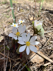 Sanguinaria canadensis