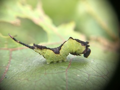 Cerura