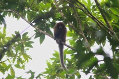Plecturocebus donacophilus