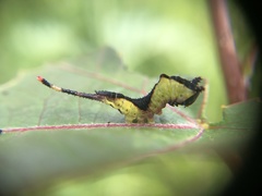Cerura