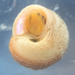 Globe Snails - Photo (c) Robin Gwen Agarwal, some rights reserved (CC BY-NC), uploaded by Robin Gwen Agarwal